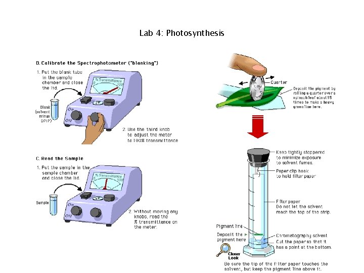 Lab 4: Photosynthesis 