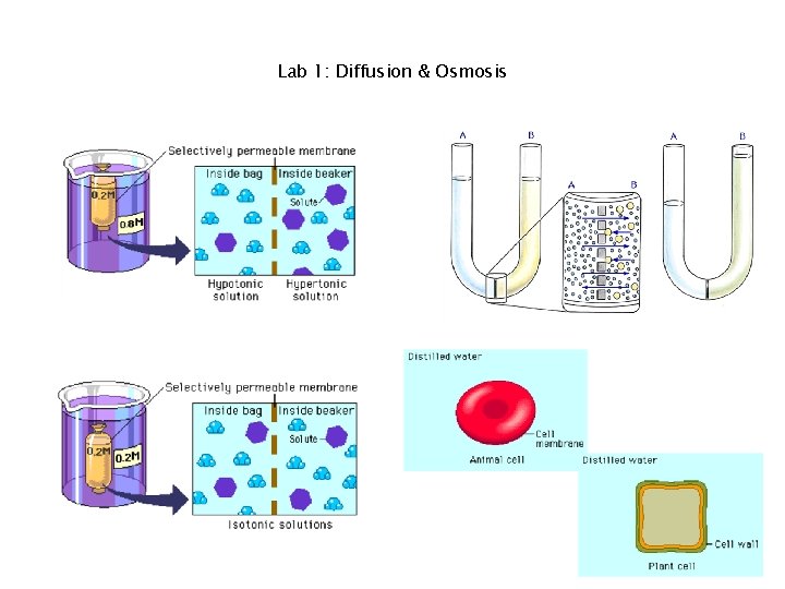 Lab 1: Diffusion & Osmosis 