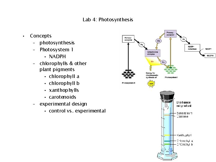 Lab 4: Photosynthesis • Concepts – photosynthesis – Photosystem 1 • NADPH – chlorophylls