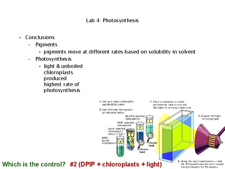 Lab 4: Photosynthesis • Conclusions – Pigments • pigments move at different rates based