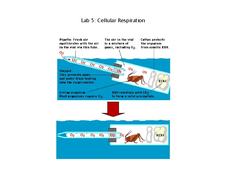 Lab 5: Cellular Respiration 