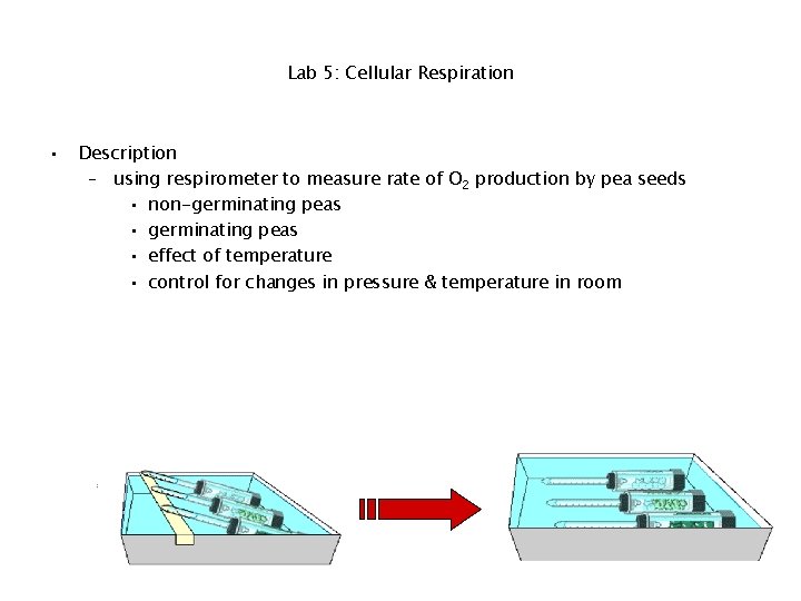 Lab 5: Cellular Respiration • Description – using respirometer to measure rate of O