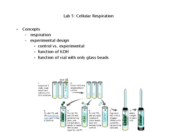 Lab 5: Cellular Respiration • Concepts – respiration – experimental design • control vs.