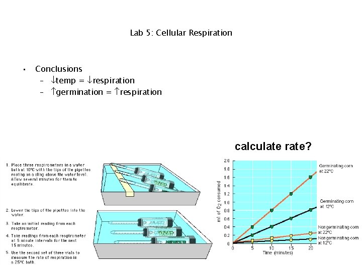 Lab 5: Cellular Respiration • Conclusions – temp = respiration – germination = respiration