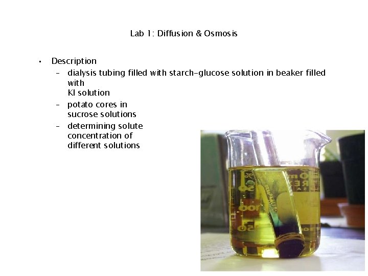 Lab 1: Diffusion & Osmosis • Description – dialysis tubing filled with starch-glucose solution
