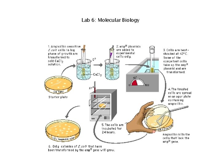 Lab 6: Molecular Biology 