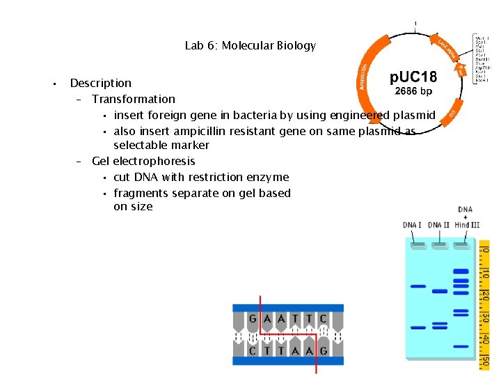 Lab 6: Molecular Biology • Description – Transformation • insert foreign gene in bacteria