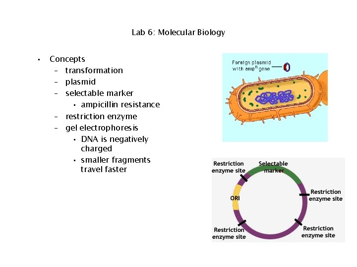 Lab 6: Molecular Biology • Concepts – transformation – plasmid – selectable marker •