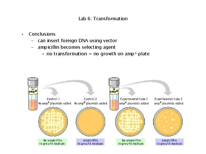 Lab 6: Transformation • Conclusions – can insert foreign DNA using vector – ampicillin