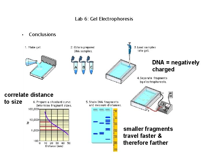 Lab 6: Gel Electrophoresis • Conclusions DNA = negatively charged correlate distance to size