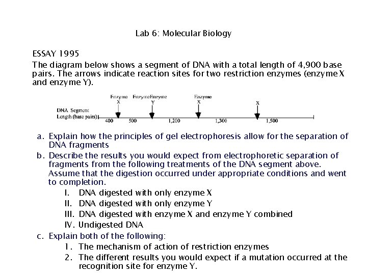 Lab 6: Molecular Biology ESSAY 1995 The diagram below shows a segment of DNA