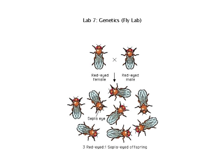 Lab 7: Genetics (Fly Lab) 