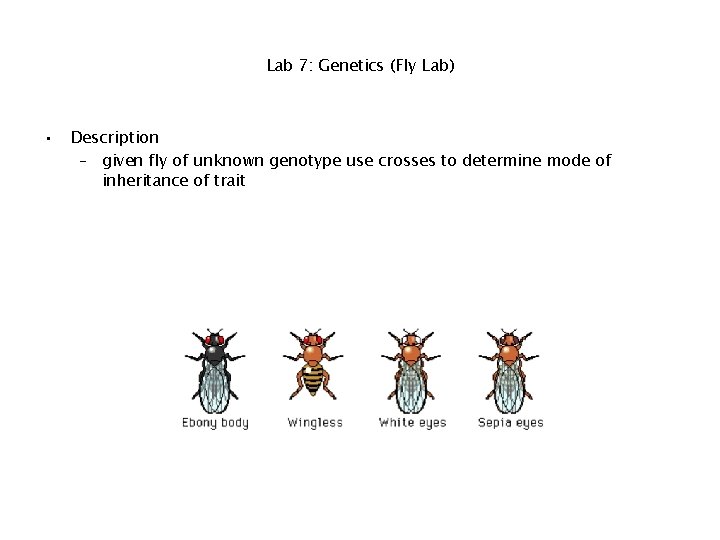 Lab 7: Genetics (Fly Lab) • Description – given fly of unknown genotype use