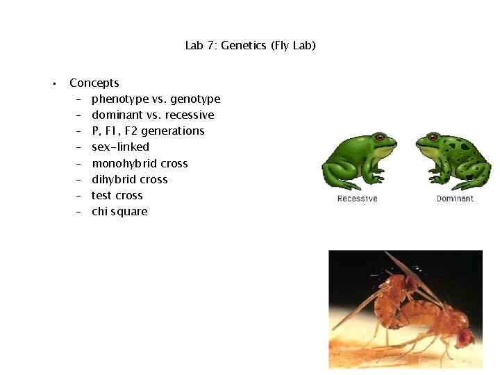 Lab 7: Genetics (Fly Lab) • Concepts – phenotype vs. genotype – dominant vs.