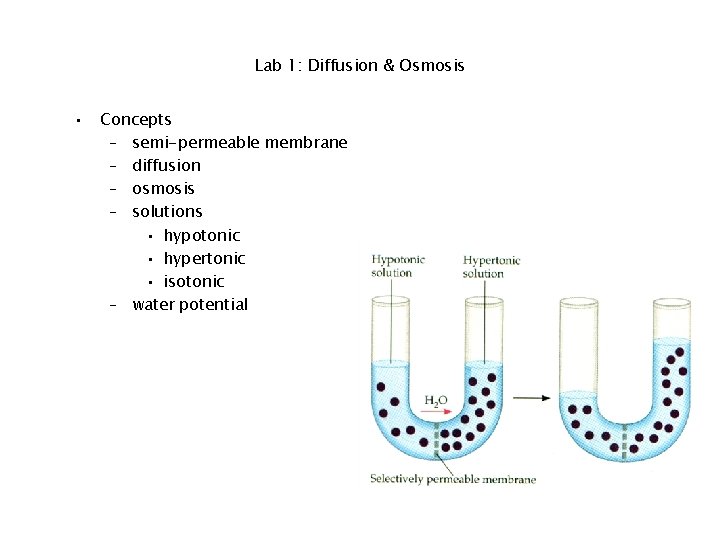 Lab 1: Diffusion & Osmosis • Concepts – semi-permeable membrane – diffusion – osmosis