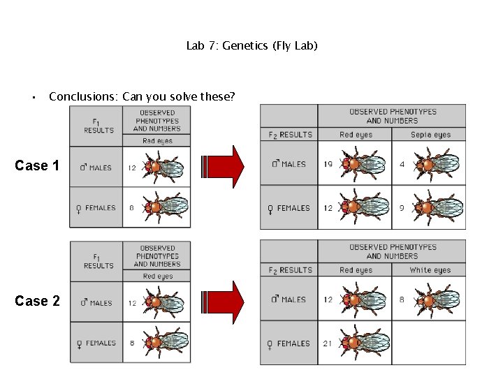 Lab 7: Genetics (Fly Lab) • Conclusions: Can you solve these? Case 1 Case