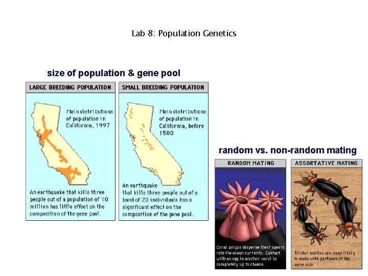 Lab 8: Population Genetics size of population & gene pool random vs. non-random mating