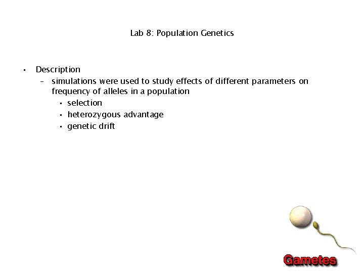 Lab 8: Population Genetics • Description – simulations were used to study effects of