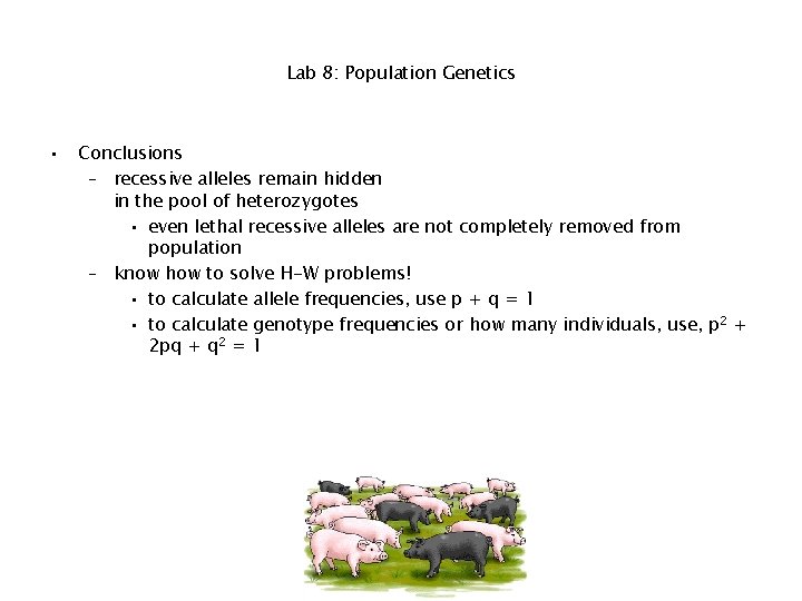 Lab 8: Population Genetics • Conclusions – recessive alleles remain hidden in the pool