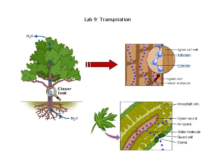 Lab 9: Transpiration 