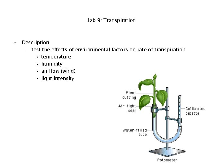 Lab 9: Transpiration • Description – test the effects of environmental factors on rate