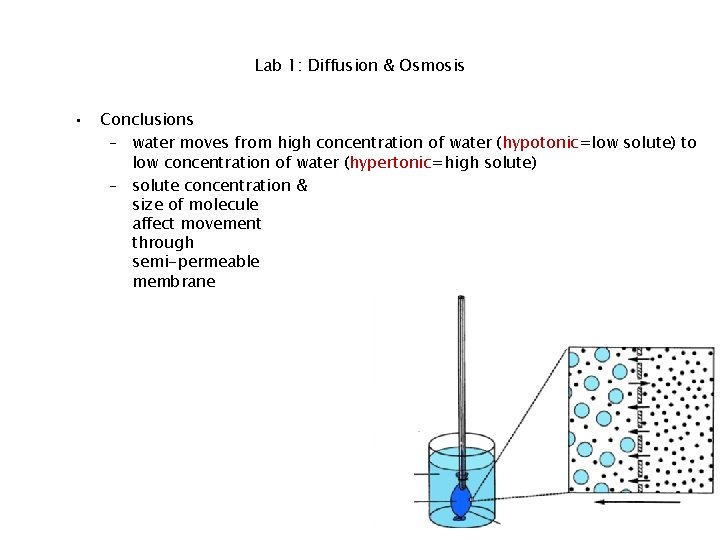 Lab 1: Diffusion & Osmosis • Conclusions – water moves from high concentration of