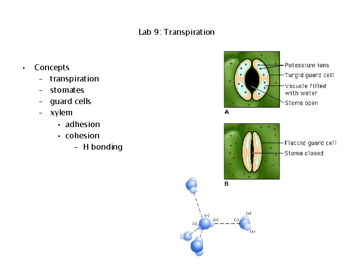 Lab 9: Transpiration • Concepts – transpiration – stomates – guard cells – xylem