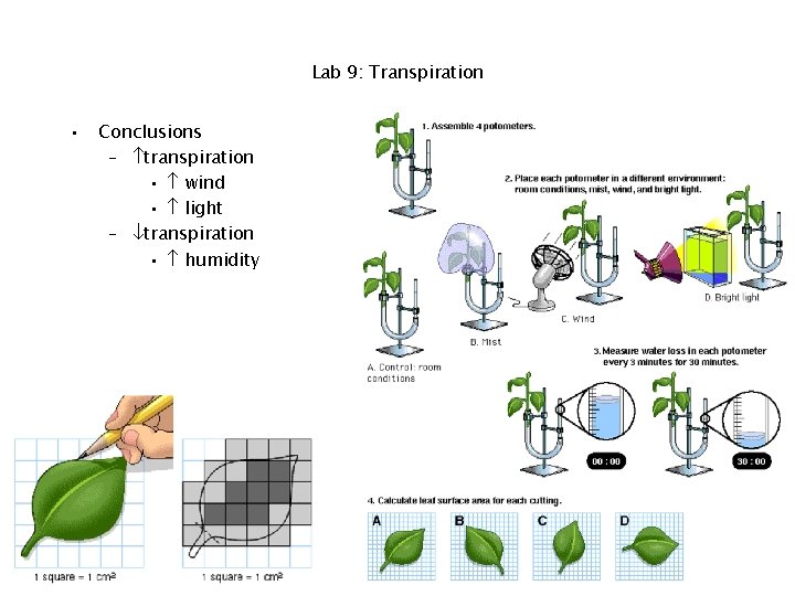 Lab 9: Transpiration • Conclusions – transpiration • wind • light – transpiration •