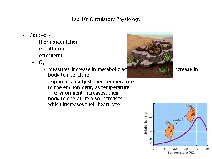 Lab 10: Circulatory Physiology • Concepts – thermoregulation – endotherm – ectotherm – Q