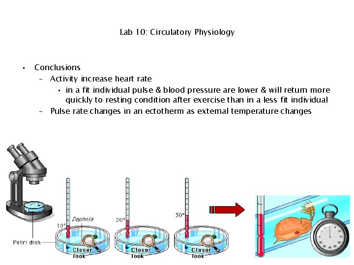 Lab 10: Circulatory Physiology • Conclusions – Activity increase heart rate • in a