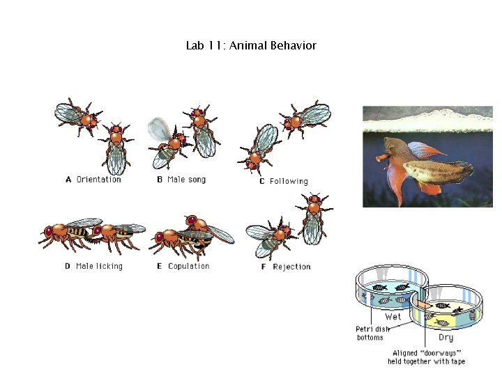Lab 11: Animal Behavior 