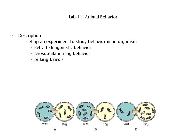 Lab 11: Animal Behavior • Description – set up an experiment to study behavior