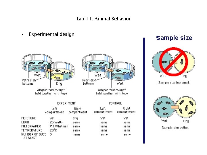 Lab 11: Animal Behavior • Experimental design sample size 