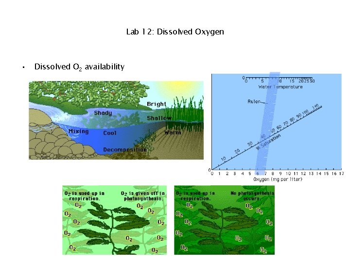 Lab 12: Dissolved Oxygen • Dissolved O 2 availability 