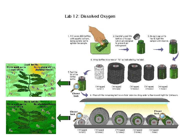 Lab 12: Dissolved Oxygen 
