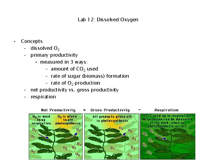 Lab 12: Dissolved Oxygen • Concepts – dissolved O 2 – primary productivity •
