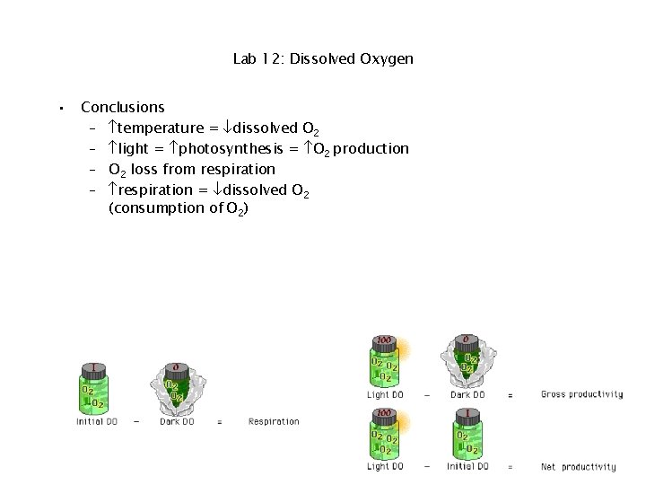 Lab 12: Dissolved Oxygen • Conclusions – temperature = dissolved O 2 – light