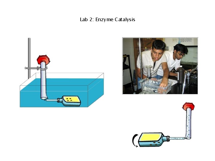 Lab 2: Enzyme Catalysis 