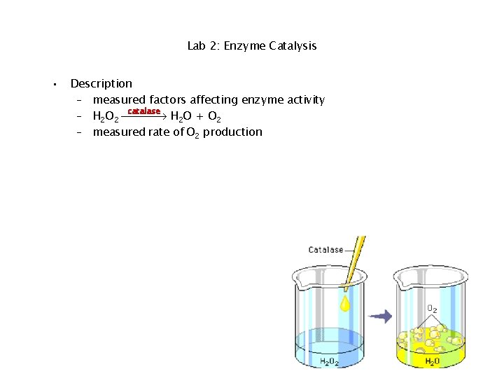 Lab 2: Enzyme Catalysis • Description – measured factors affecting enzyme activity catalase –