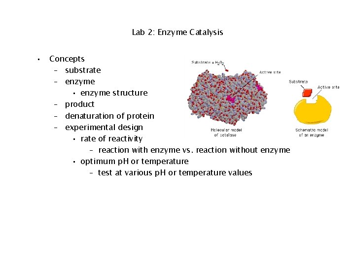 Lab 2: Enzyme Catalysis • Concepts – substrate – enzyme • enzyme structure –