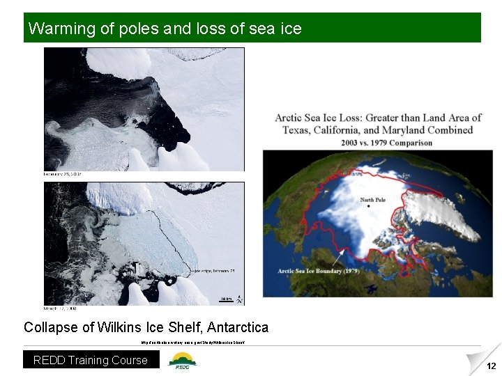 Warming of poles and loss of sea ice Collapse of Wilkins Ice Shelf, Antarctica