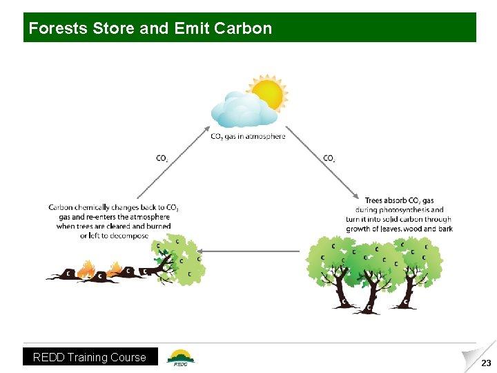 Forests Store and Emit Carbon REDD Training Course 23 