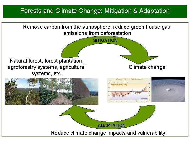 Forests and Climate Change: Mitigation & Adaptation Remove carbon from the atmosphere, reduce green