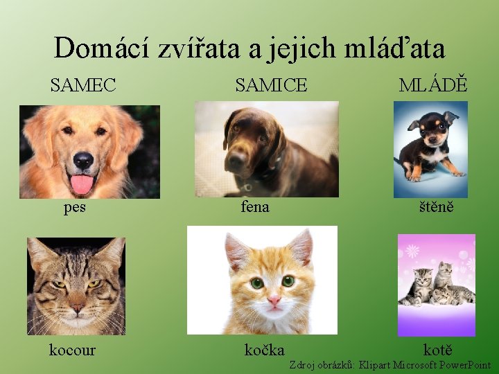 Domácí zvířata a jejich mláďata SAMEC pes kocour SAMICE MLÁDĚ fena štěně kočka kotě