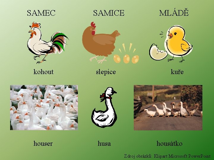 SAMEC SAMICE kohout slepice houser husa MLÁDĚ kuře housátko Zdroj obrázků: Klipart Microsoft Power.