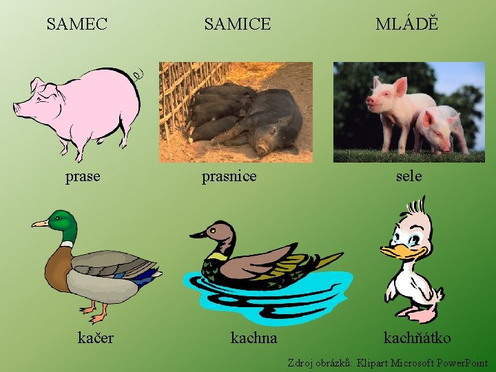 SAMEC prase kačer SAMICE prasnice kachna MLÁDĚ sele kachňátko Zdroj obrázků: Klipart Microsoft Power.