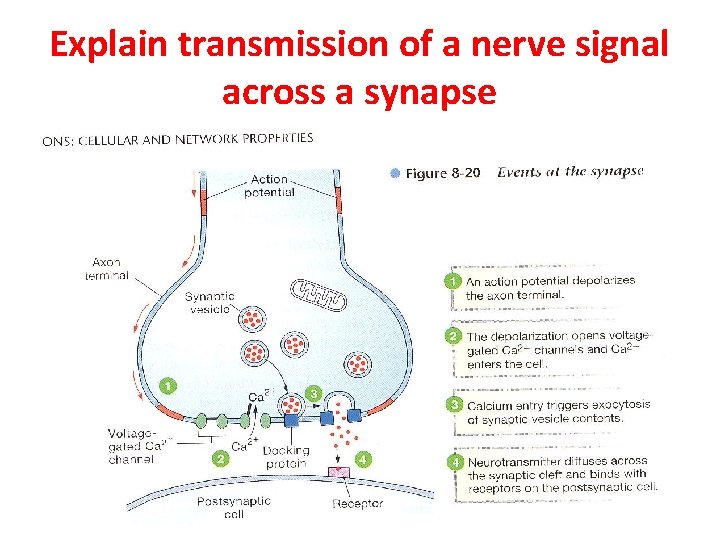 Explain transmission of a nerve signal across a synapse 