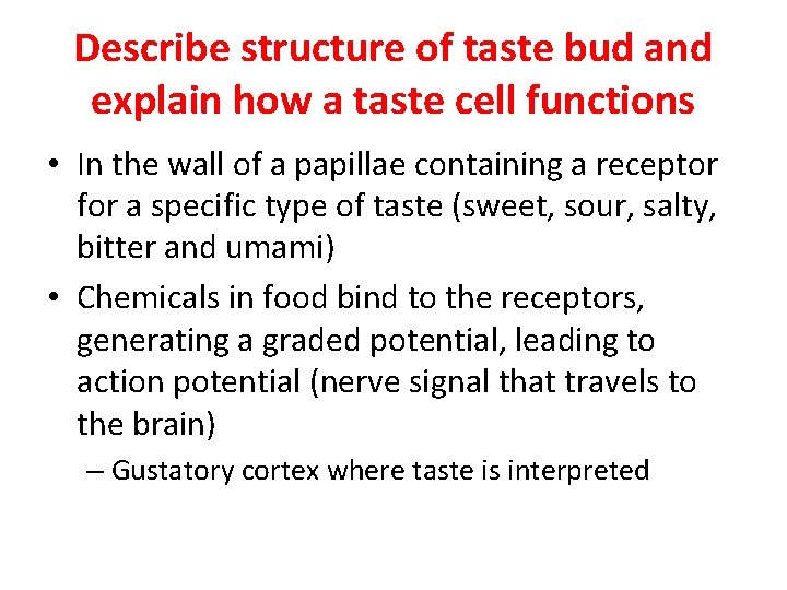 Describe structure of taste bud and explain how a taste cell functions • In