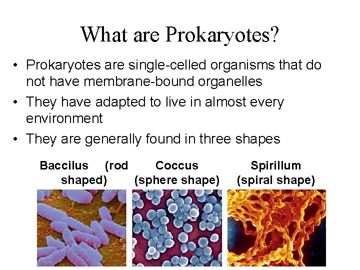 What are Prokaryotes? • Prokaryotes are single-celled organisms that do not have membrane-bound organelles