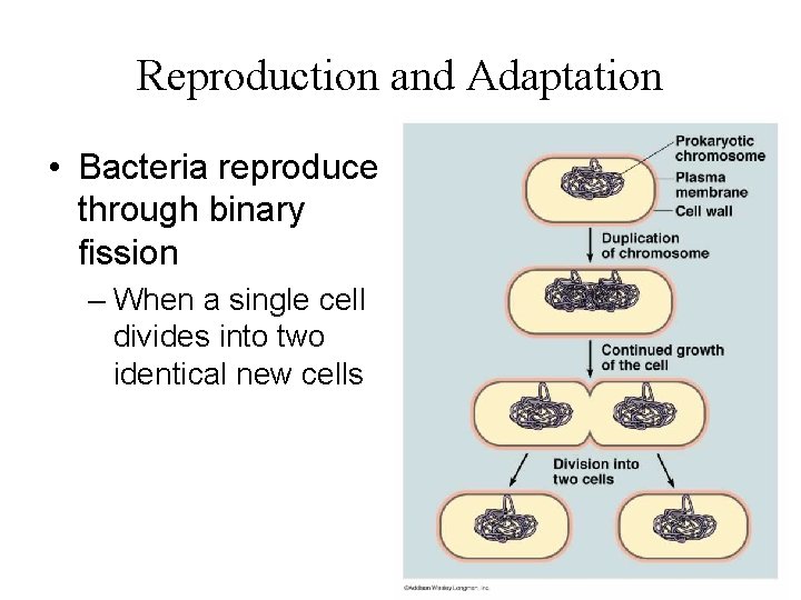 Reproduction and Adaptation • Bacteria reproduce through binary fission – When a single cell